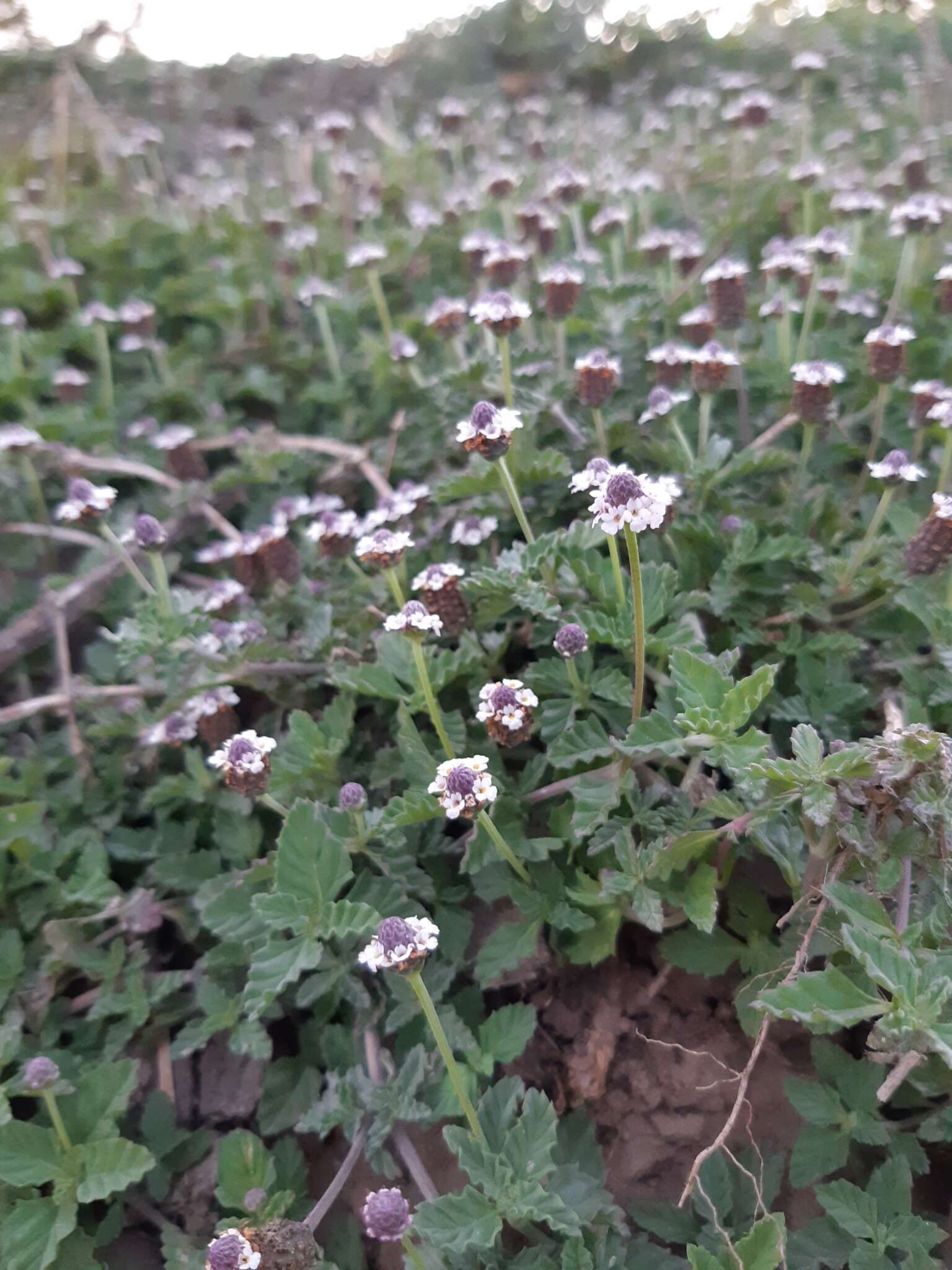 Imagem de Phyla nodiflora var. reptans (Kunth) Moldenke