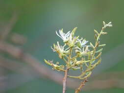 Imagem de Bauhinia racemosa Lam.