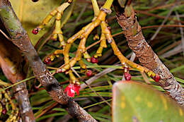 Image of Garcinia amplexicaulis Vieill. ex Pierre