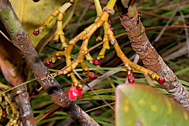 Image of Garcinia amplexicaulis Vieill. ex Pierre