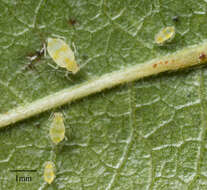 Image of Aphid