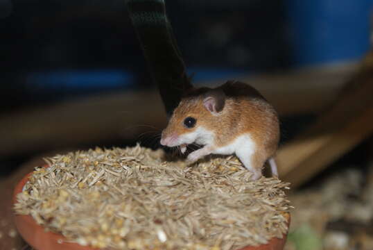 Image of Subsaharan Pygmy Mouse