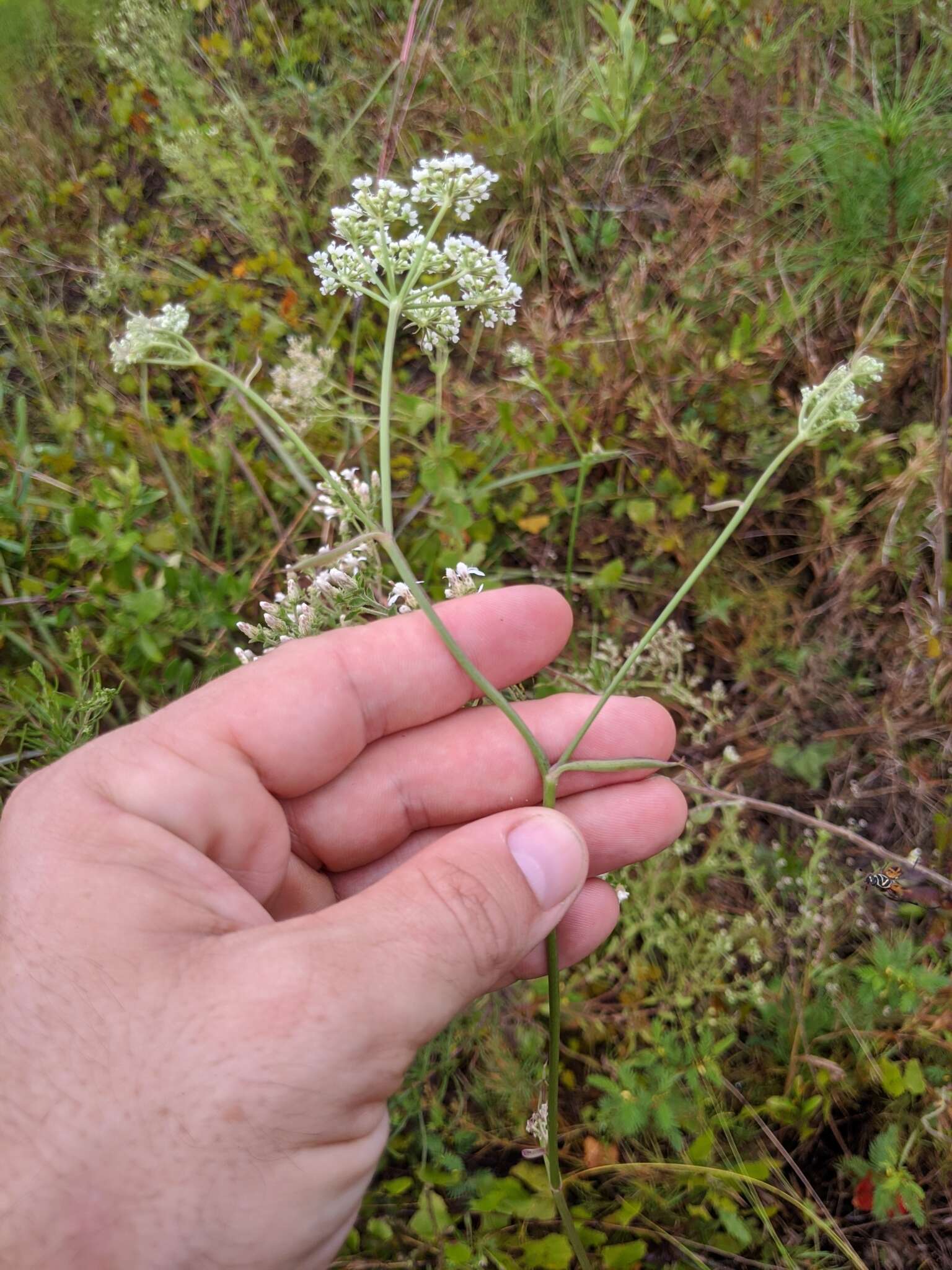 Image of coastal plain angelica