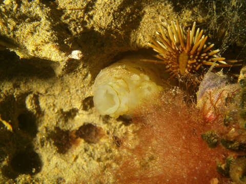 Image of Tunicate