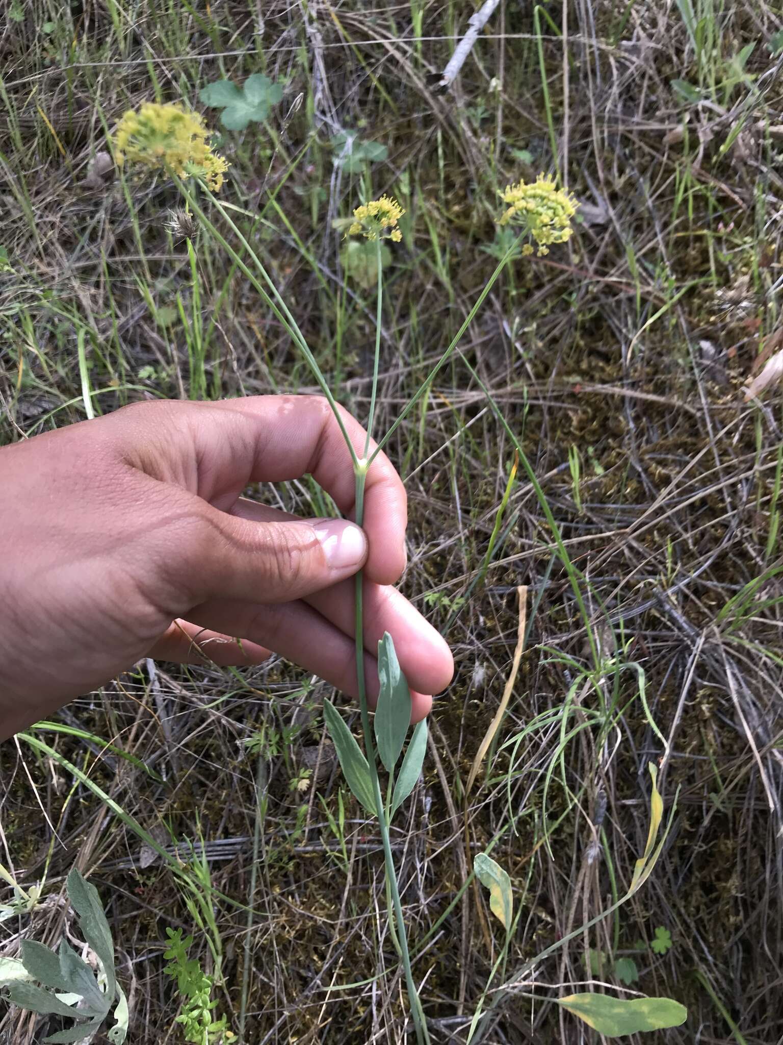 Image of barestem biscuitroot