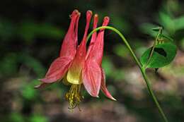 Image of red columbine