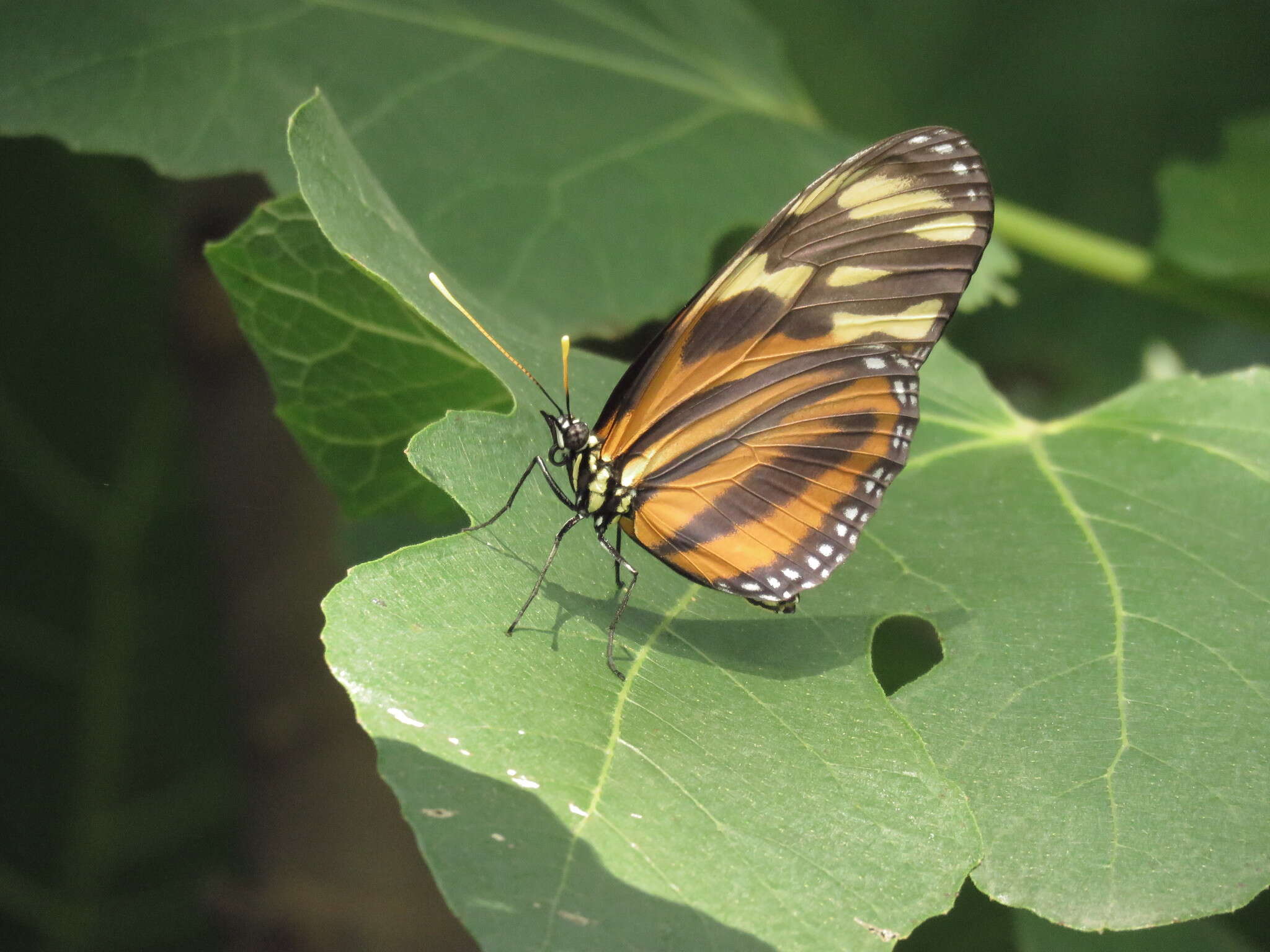 Image of Isabella’s Longwing