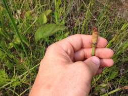 Image of smooth horsetail