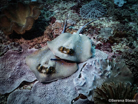 Image of Bluespotted maskray