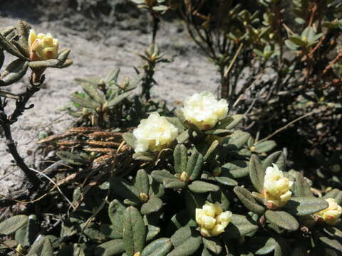 Image of Rhododendron anthopogon D. Don