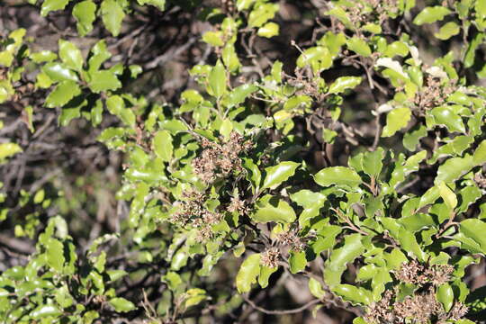 Image of Olearia paniculata (J. R. & G. Forst.) Druce