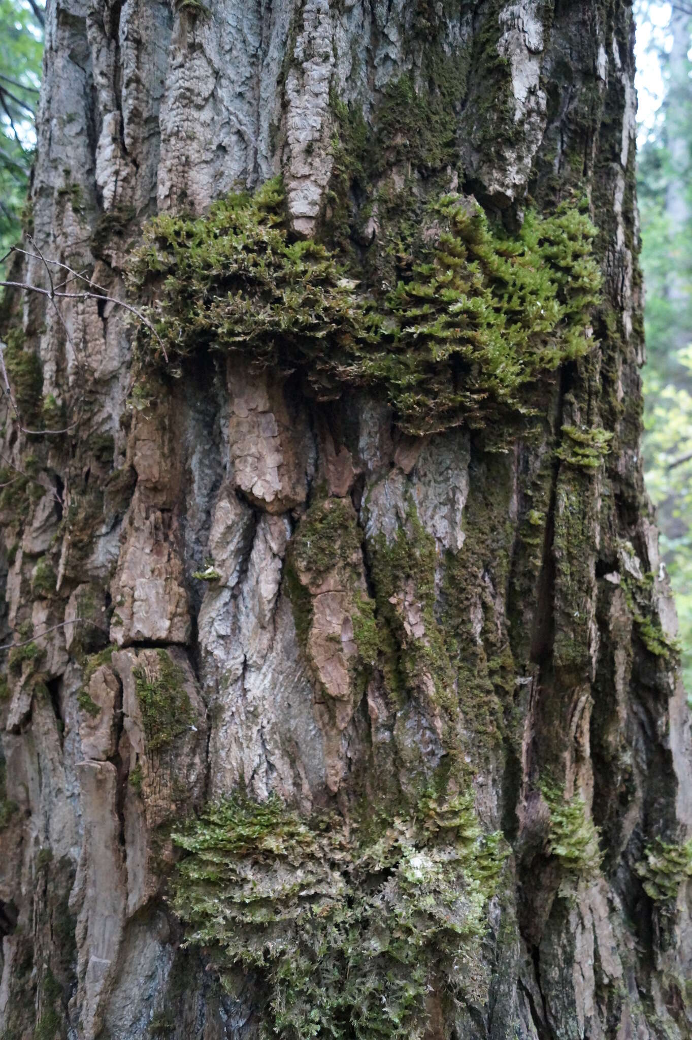 Image of Populus laurifolia Ledeb.