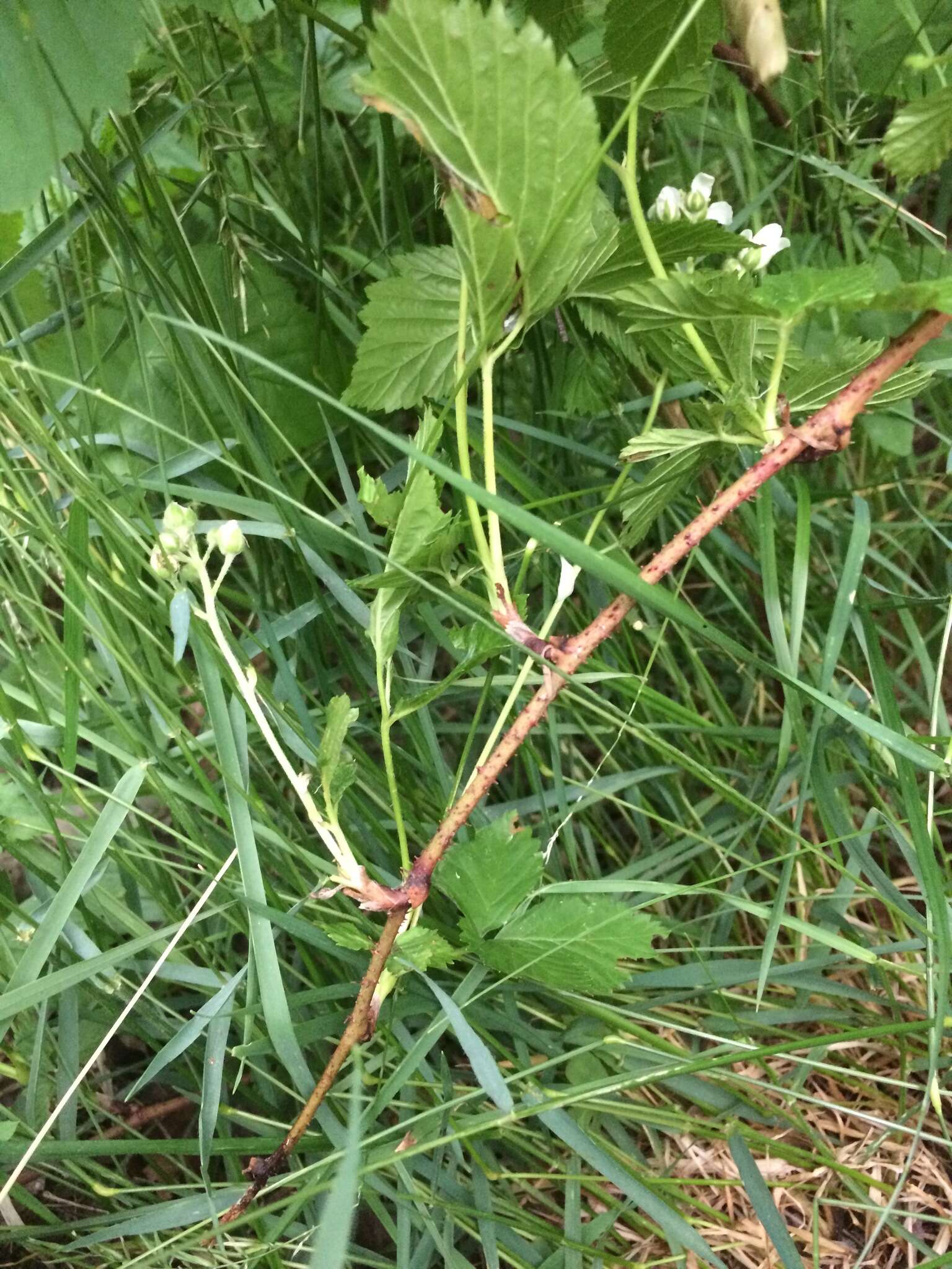 صورة Rubus setosus Bigelow