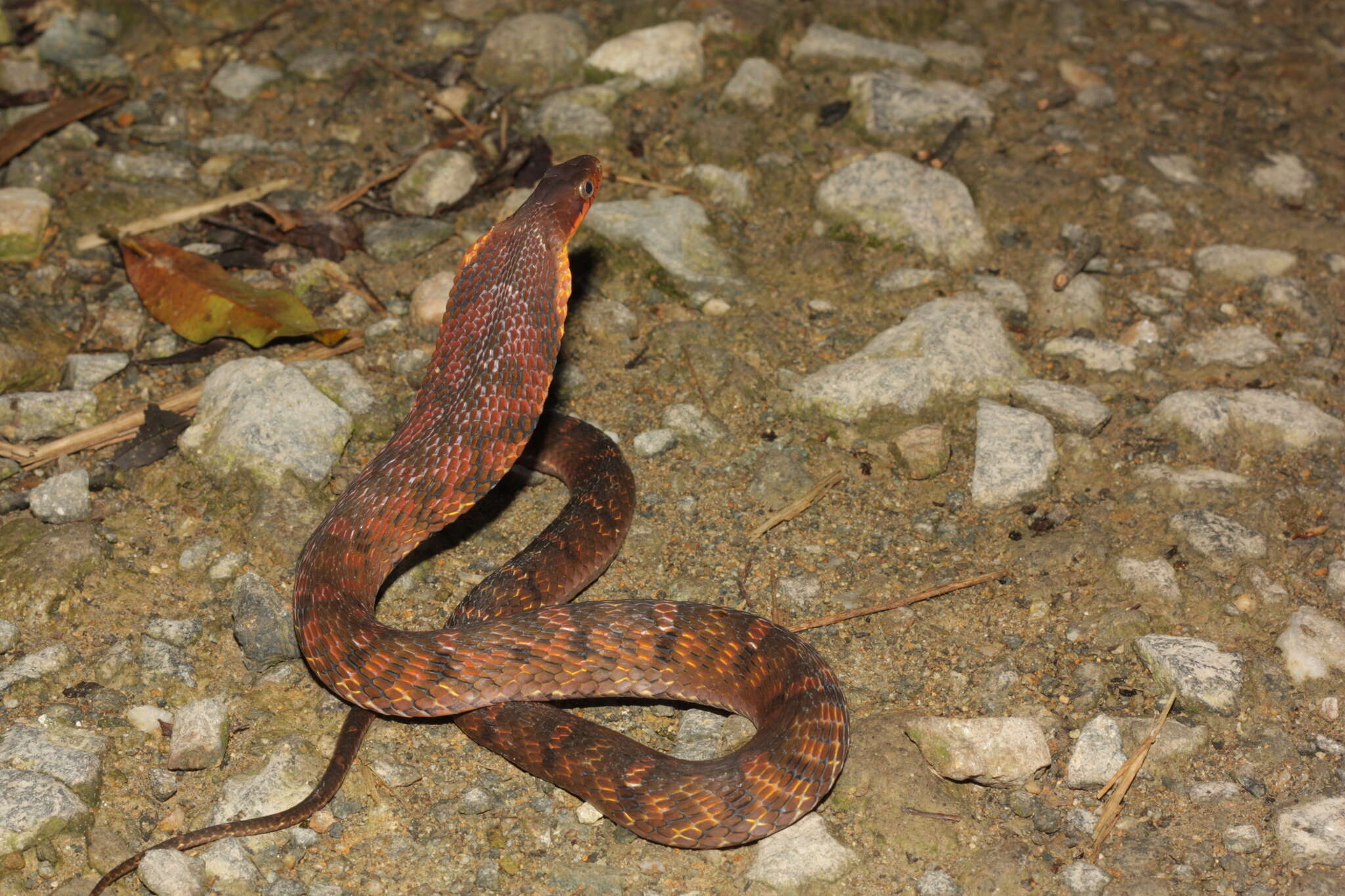 Image of Big-eyed mountain keelback