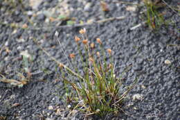 Image of Northern White Rush