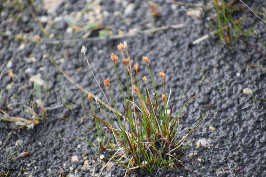 Imagem de Juncus albescens (Lange) Fern.