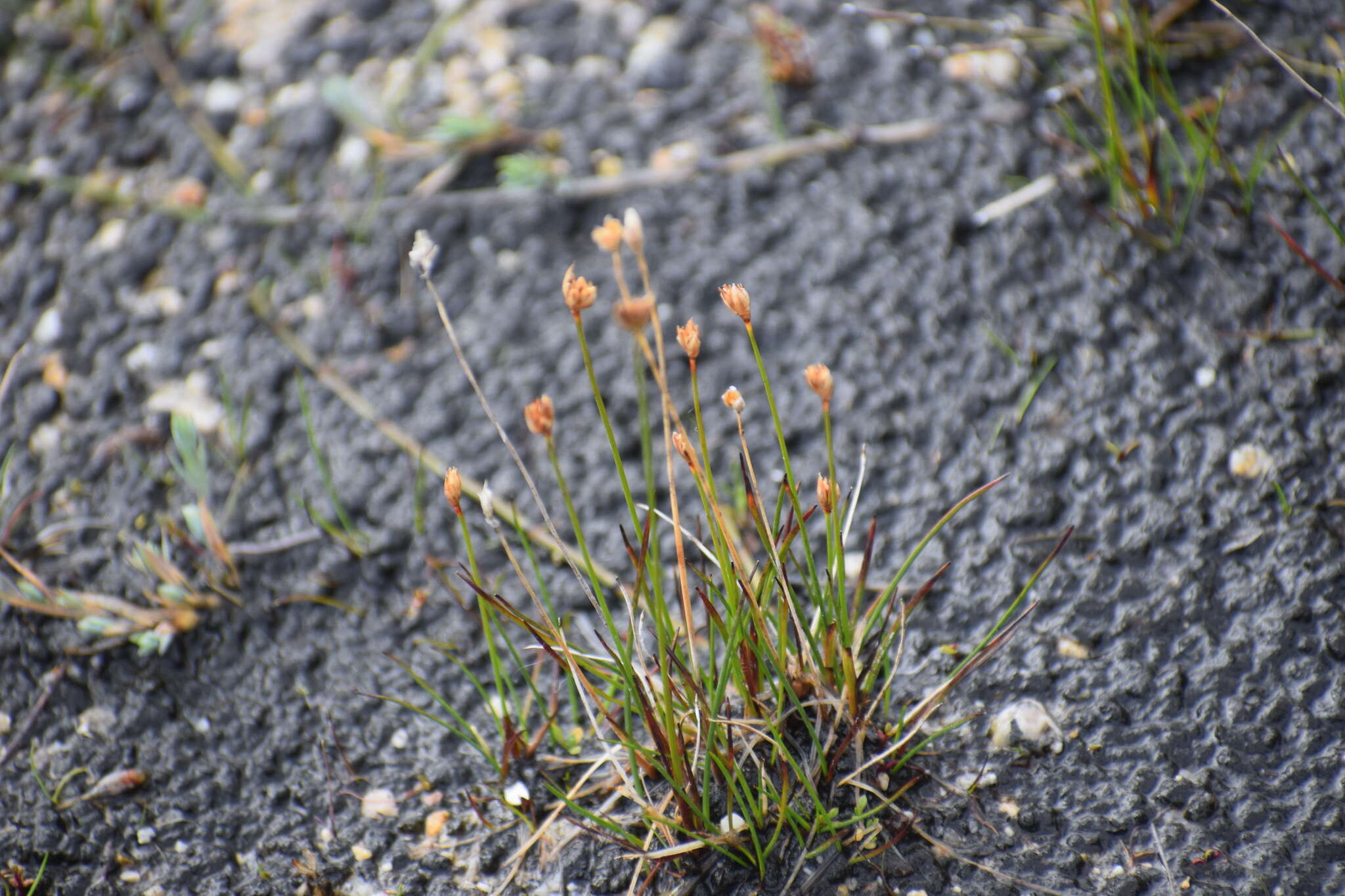 Image of Northern White Rush