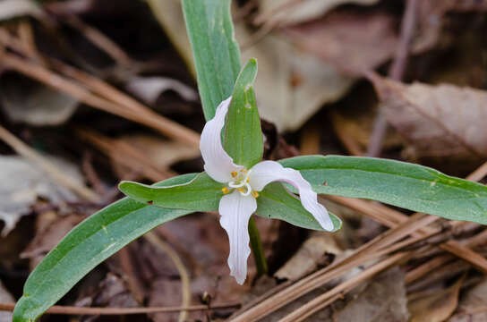 Imagem de Trillium pusillum var. pusillum