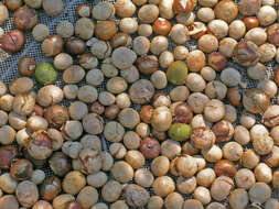 Image of breadnut