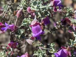 Imagem de Eremophila rotundifolia F. Muell.