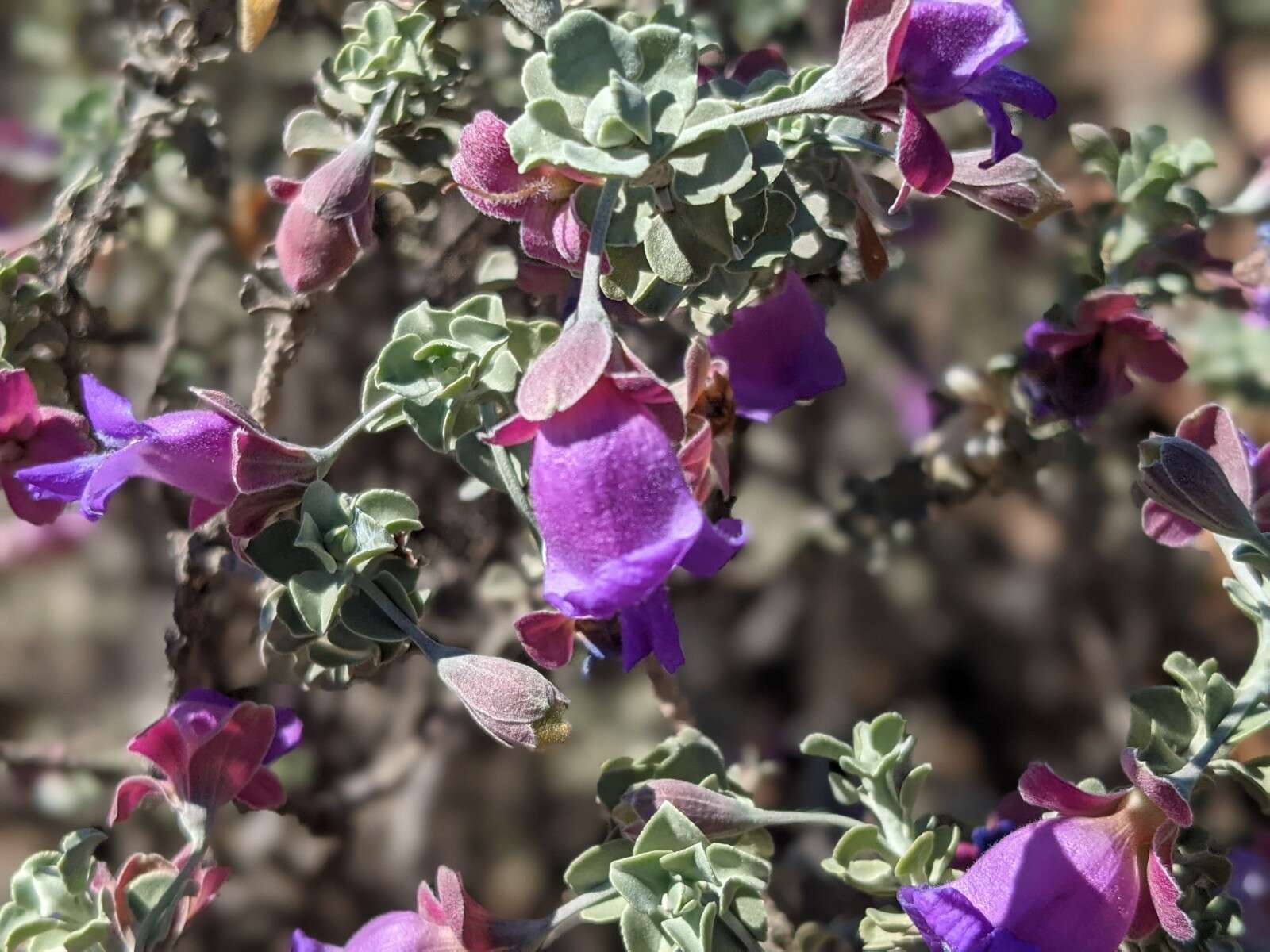 Image de Eremophila rotundifolia F. Muell.