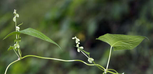 صورة Fallopia scandens (L.) Holub