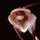Image of Dracula psittacina (Rchb. fil.) Luer & R. Escobar