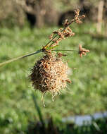 Image of African Golden Weaver