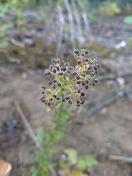 Imagem de Galium boreale L.