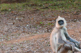 صورة Semnopithecus priam Blyth 1844