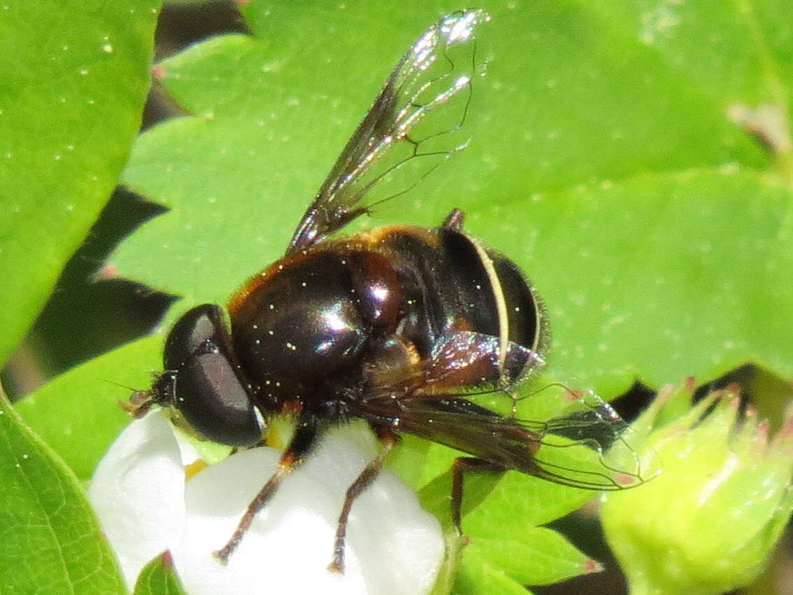 Слика од Eristalis cryptarum (Fabricius 1794)