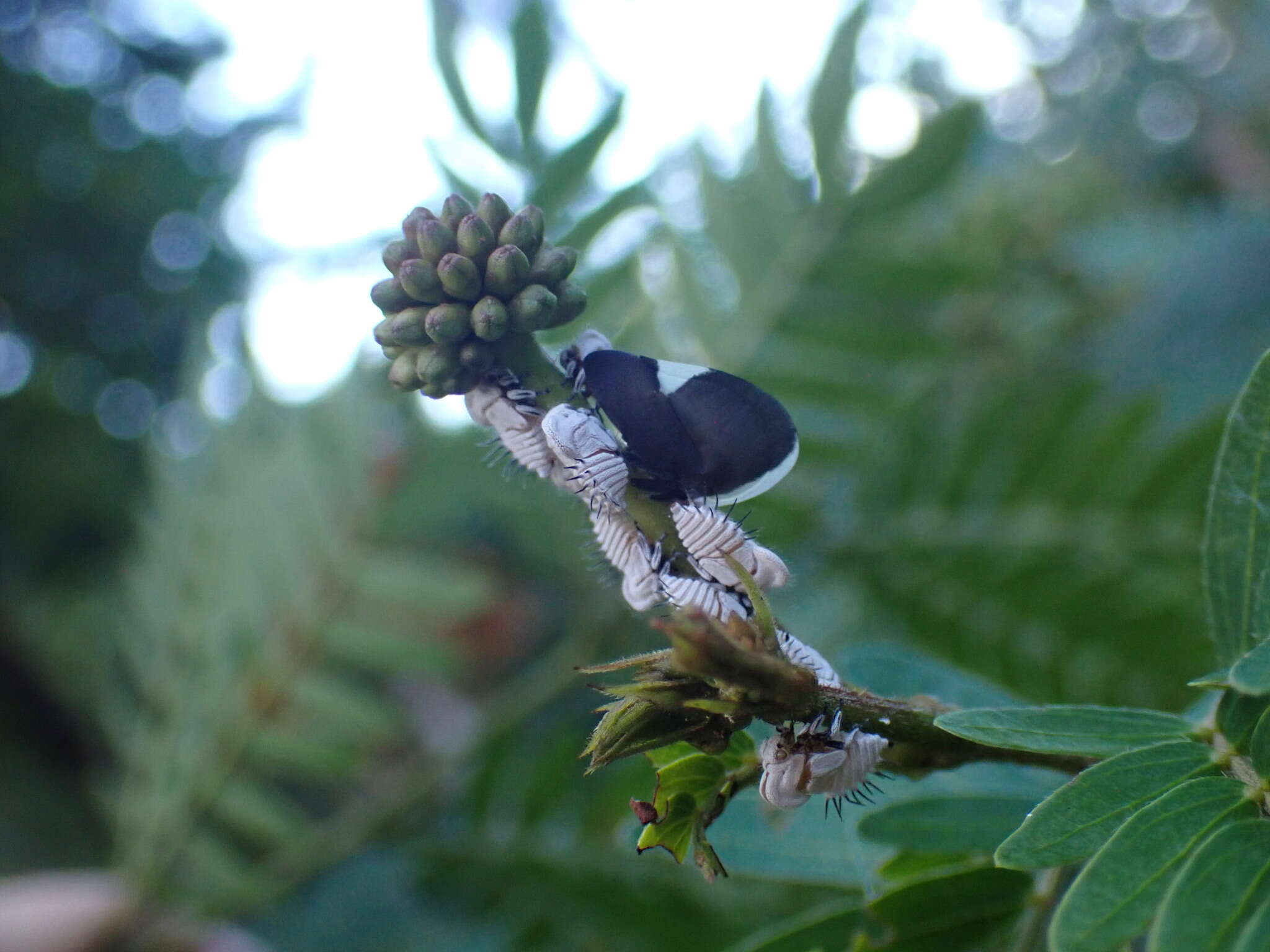 Image of Membracis dorsata Fabricius