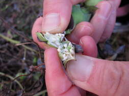 Codonopsis lanceolata (Siebold & Zucc.) Benth. & Hook. fil. ex Trautv. resmi