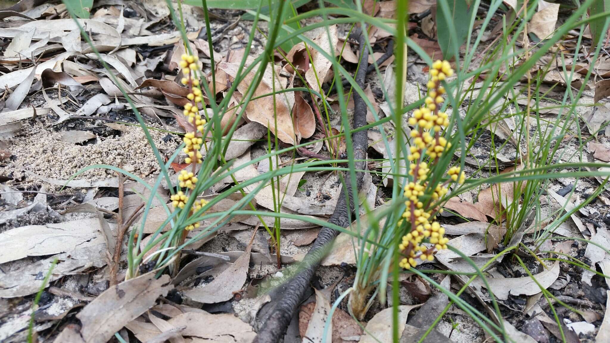 Image of Lomandra filiformis (Thunb.) Britten