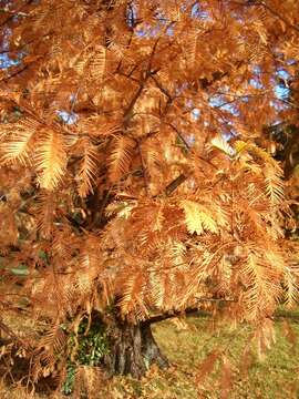 Image of dawn redwood