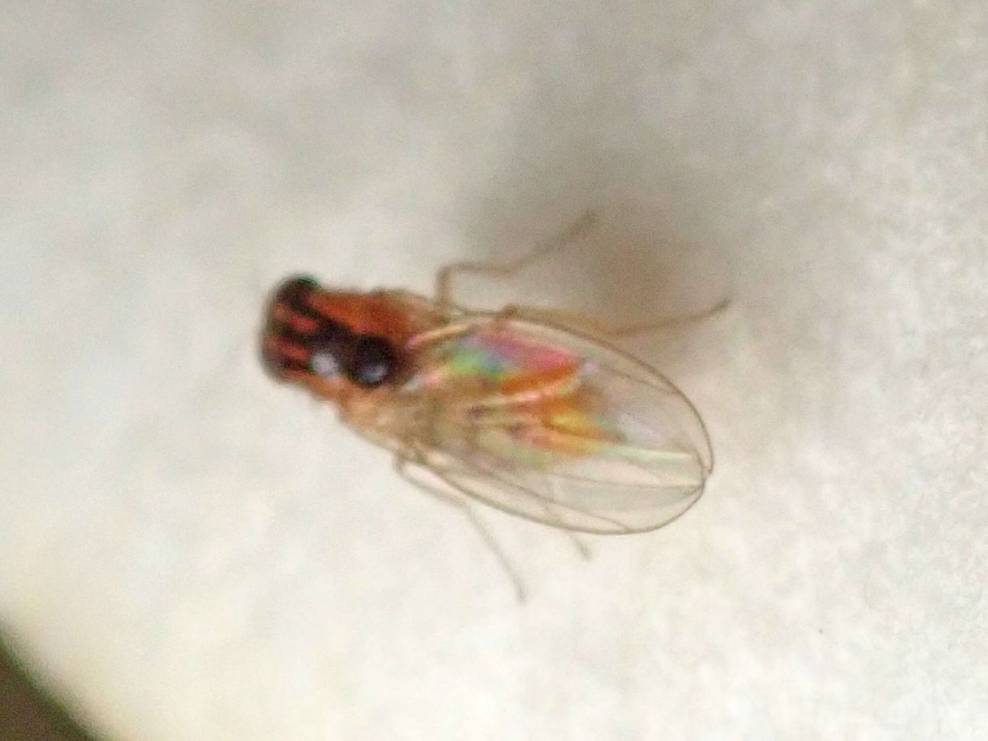 Image of Hirtodrosophila trivittata (Strobl 1893)