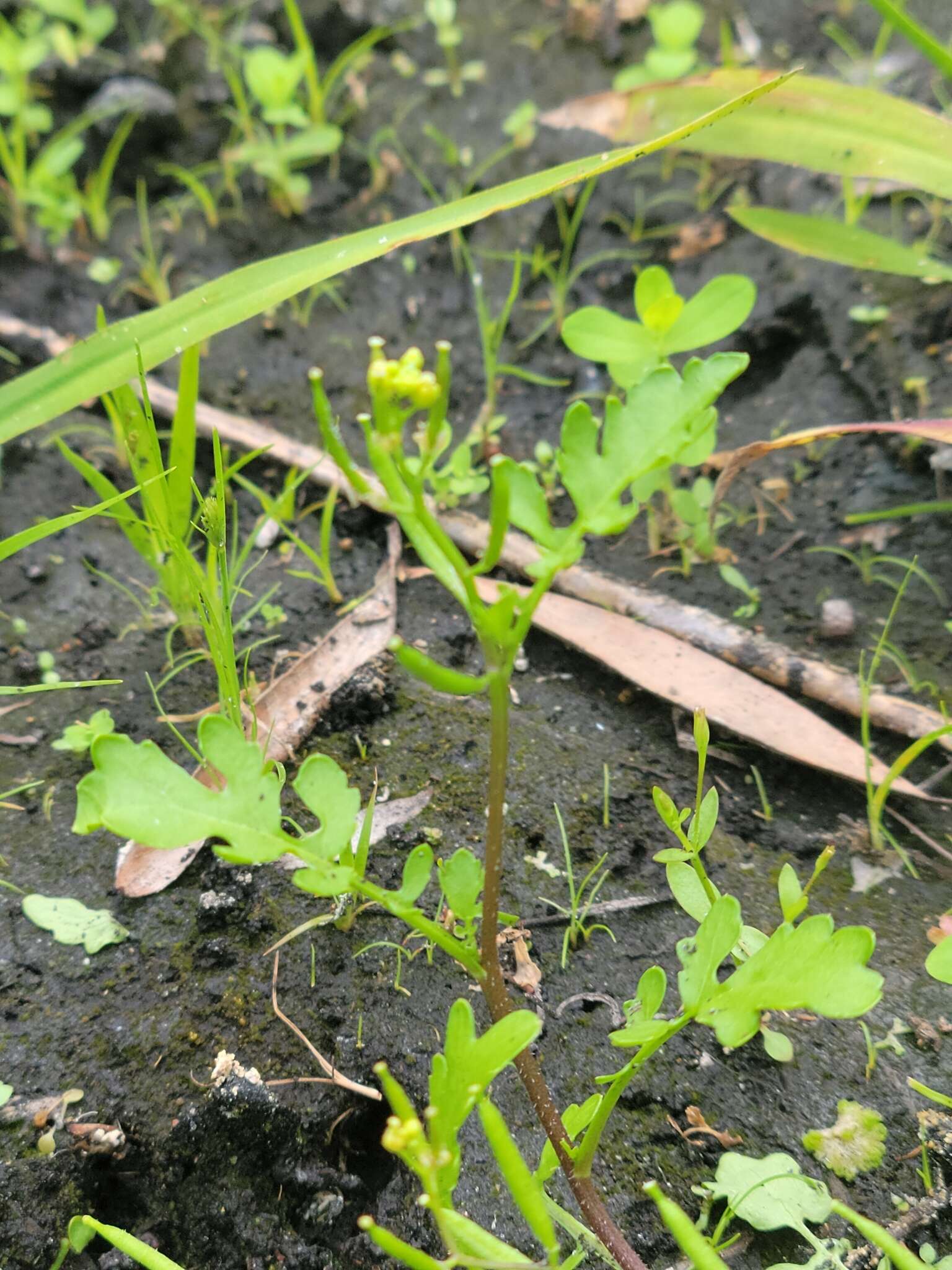 Image of Southern Marsh Yellowcress