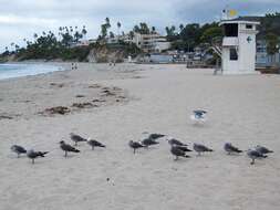 Image of Heermann's Gull