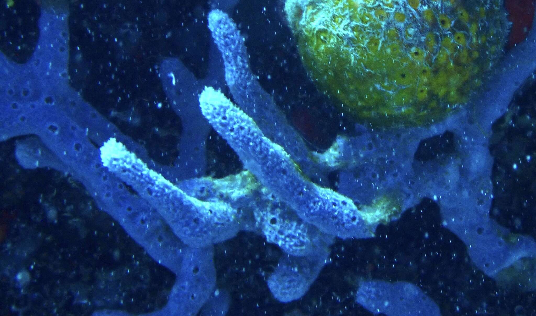 Image of lavender rope sponge