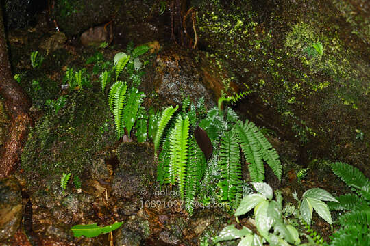 Image of Hymenasplenium cheilosorum (Kunze ex Mett.) Tag.