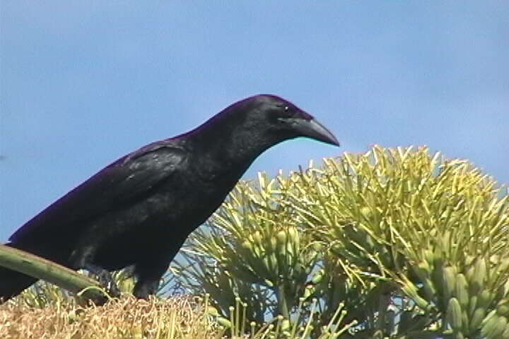 Слика од Corvus nasicus Temminck 1826