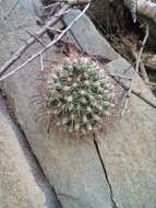 Imagem de Mammillaria mainiae K. Brandegee