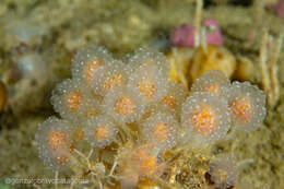 Image of Sycozoa gaimardi (Herdman 1886)