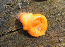 Image of Lycogala epidendrum