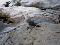 Image of Heermann's Gull