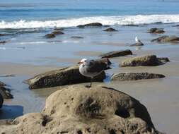 Image of Heermann's Gull