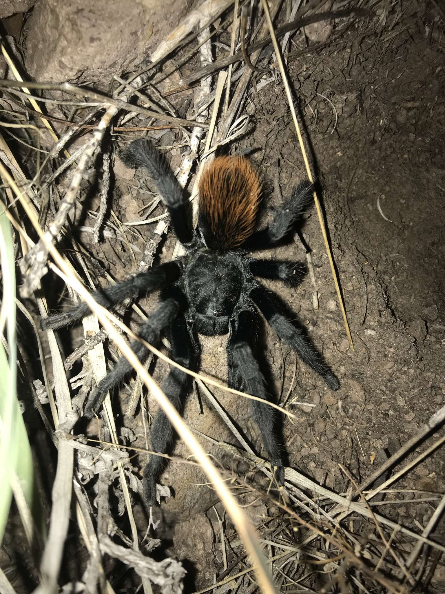 Image de Aphonopelma peloncillo Hamilton, Hendrixson & Bond 2016