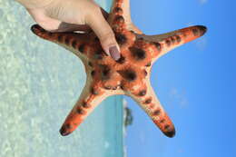 Image of chocolate chip sea star