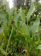 Image de Curcuma aromatica Salisb.