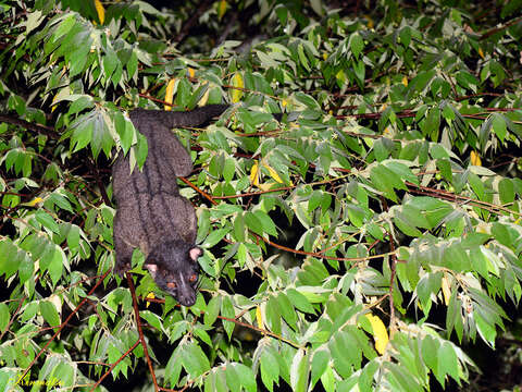 Image of small-toothed palm civet